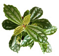 2" Pilea Aluminum